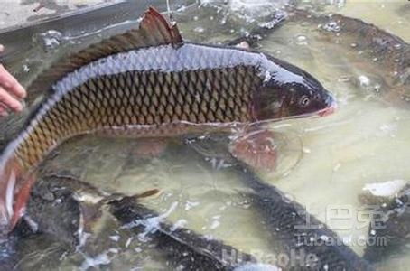 鳙魚高效養殖技術要點及飼料管理策略