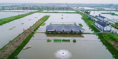 跑道養魚數字養魚,這個村以水養魚以漁治水,經濟生態雙豐收